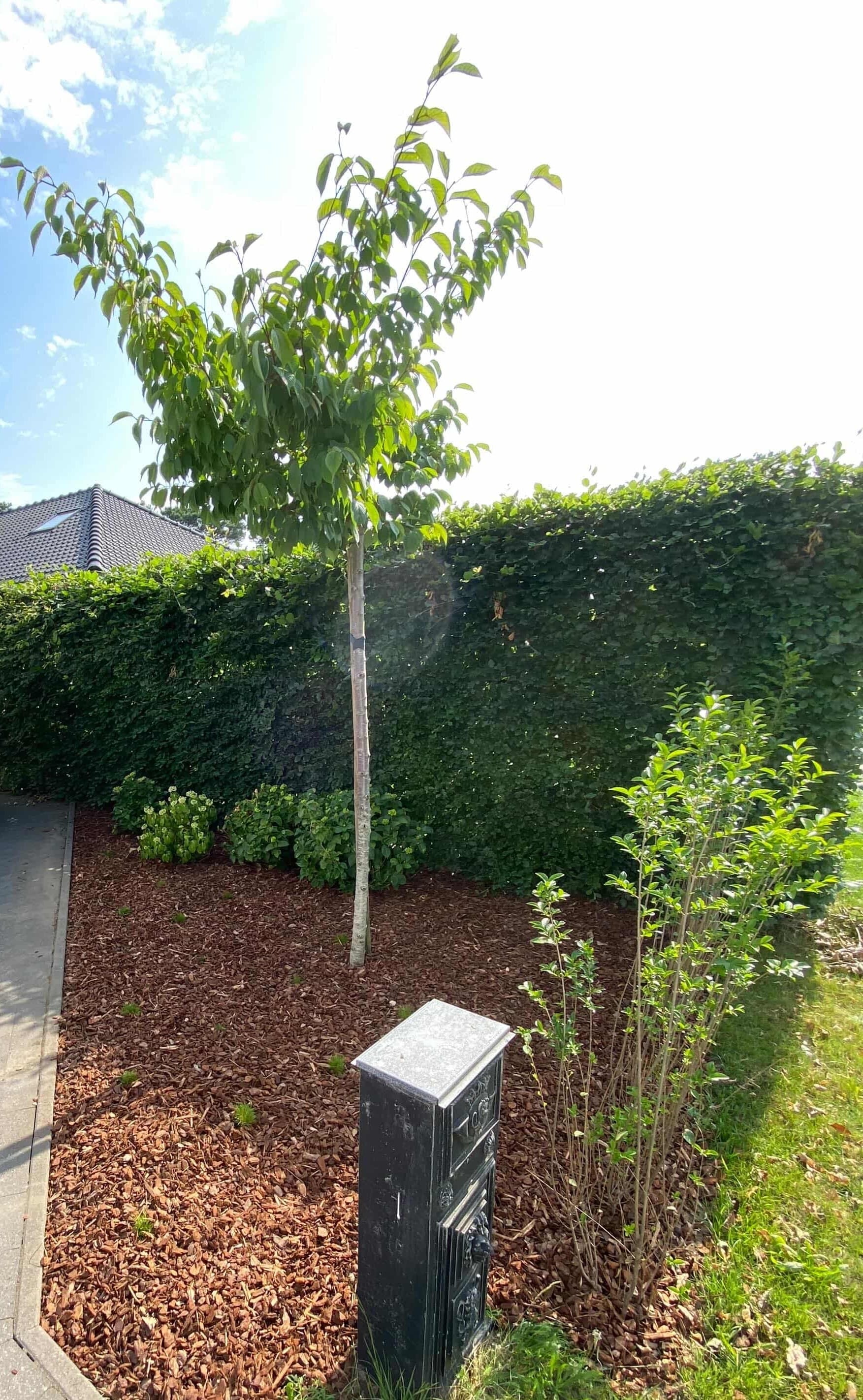Groenonderhoud door TuinXpert — sierschors leggen en poetsen